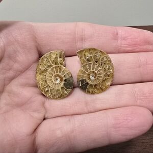 Ammonite Crystal Fossils #D